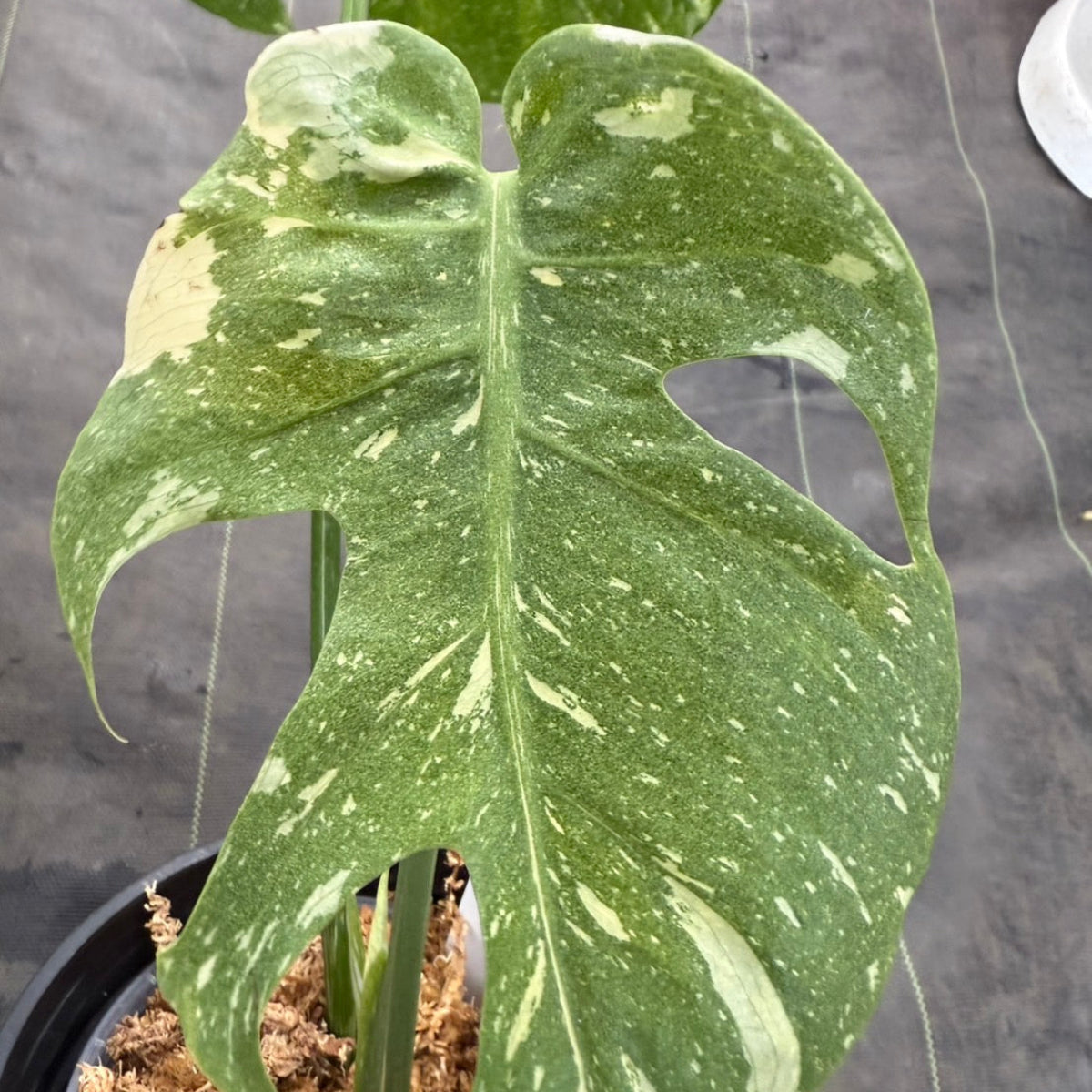 コレクション/希少】モンステラ デリシオーサ 'スターライト' – RARE