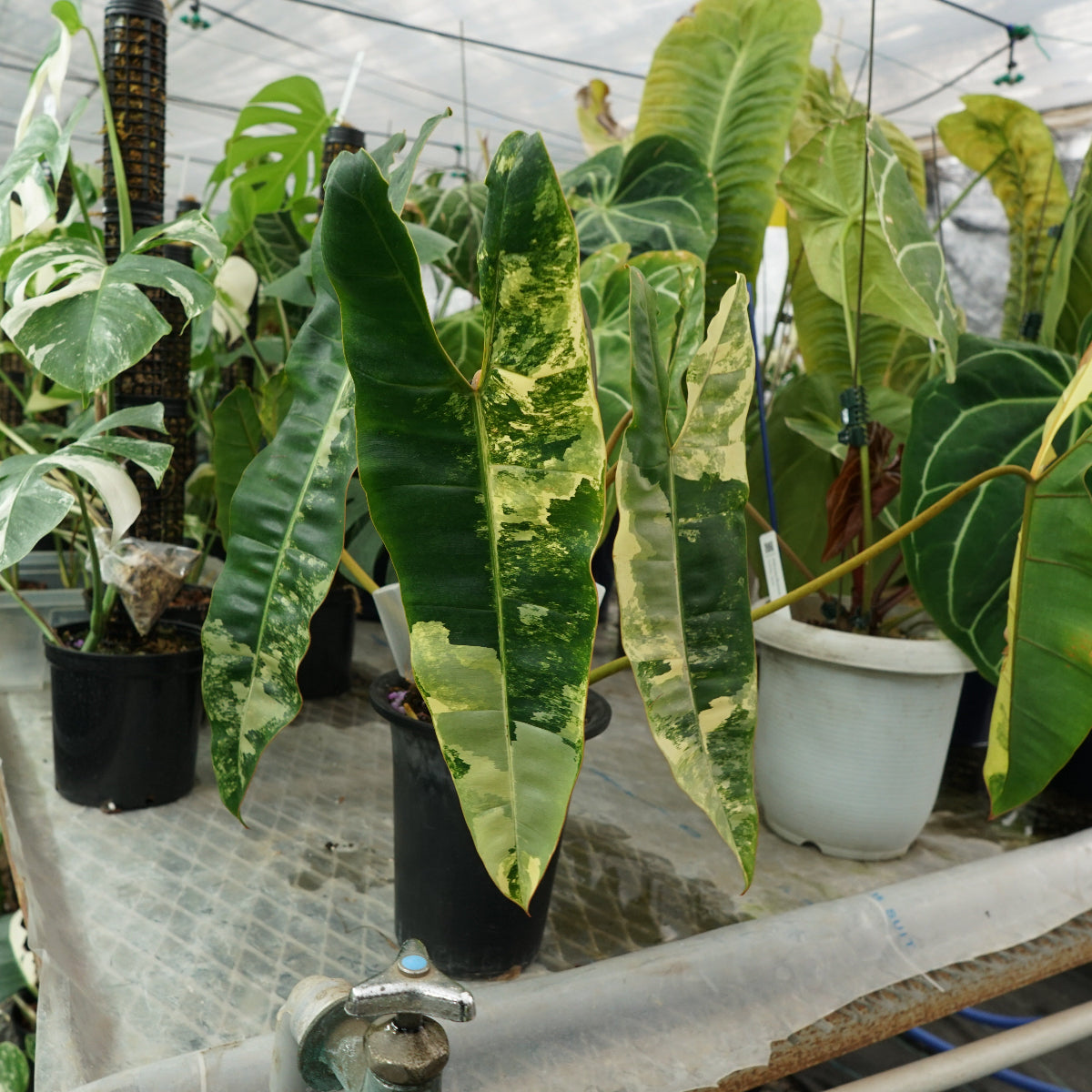 フィロデンドロン・ビレッティア 斑入り 3.5号サイズ – RARE PLANTS