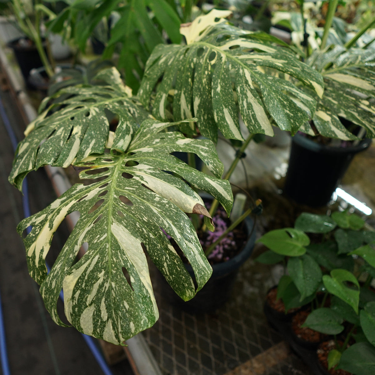 選抜株/2号サイズ】モンステラ・デリシオーサ 'タイコンステレーション