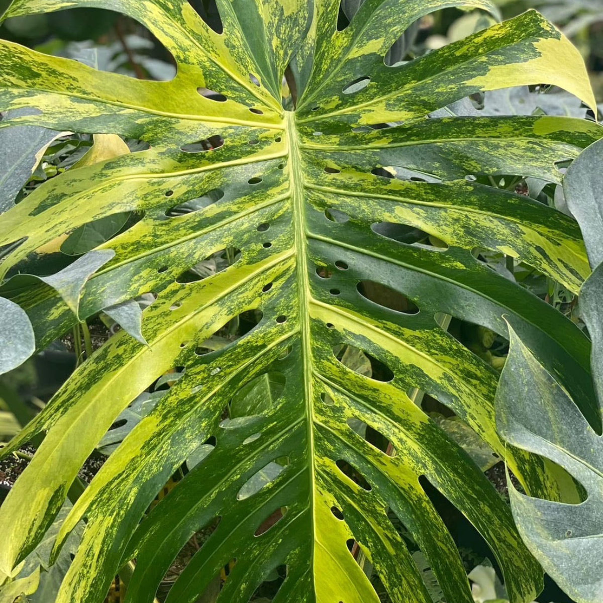 モンステラ・デリシオーサ 'イエローマリリン' – RARE PLANTS JAPAN