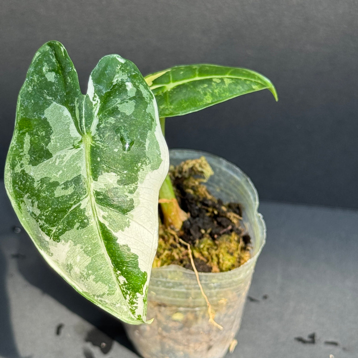 アロカシア 'グリーンベルベット バリエガータ(斑入り)' 2号サイズ