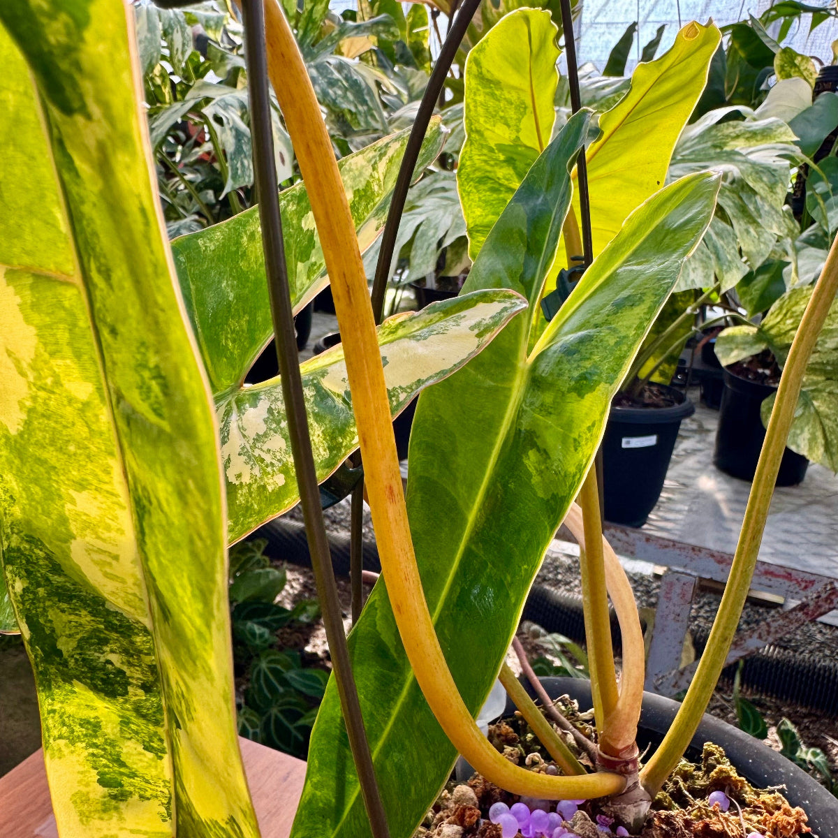 コレクション】フィロデンドロン・ビレッティア 斑入り 親株サイズ