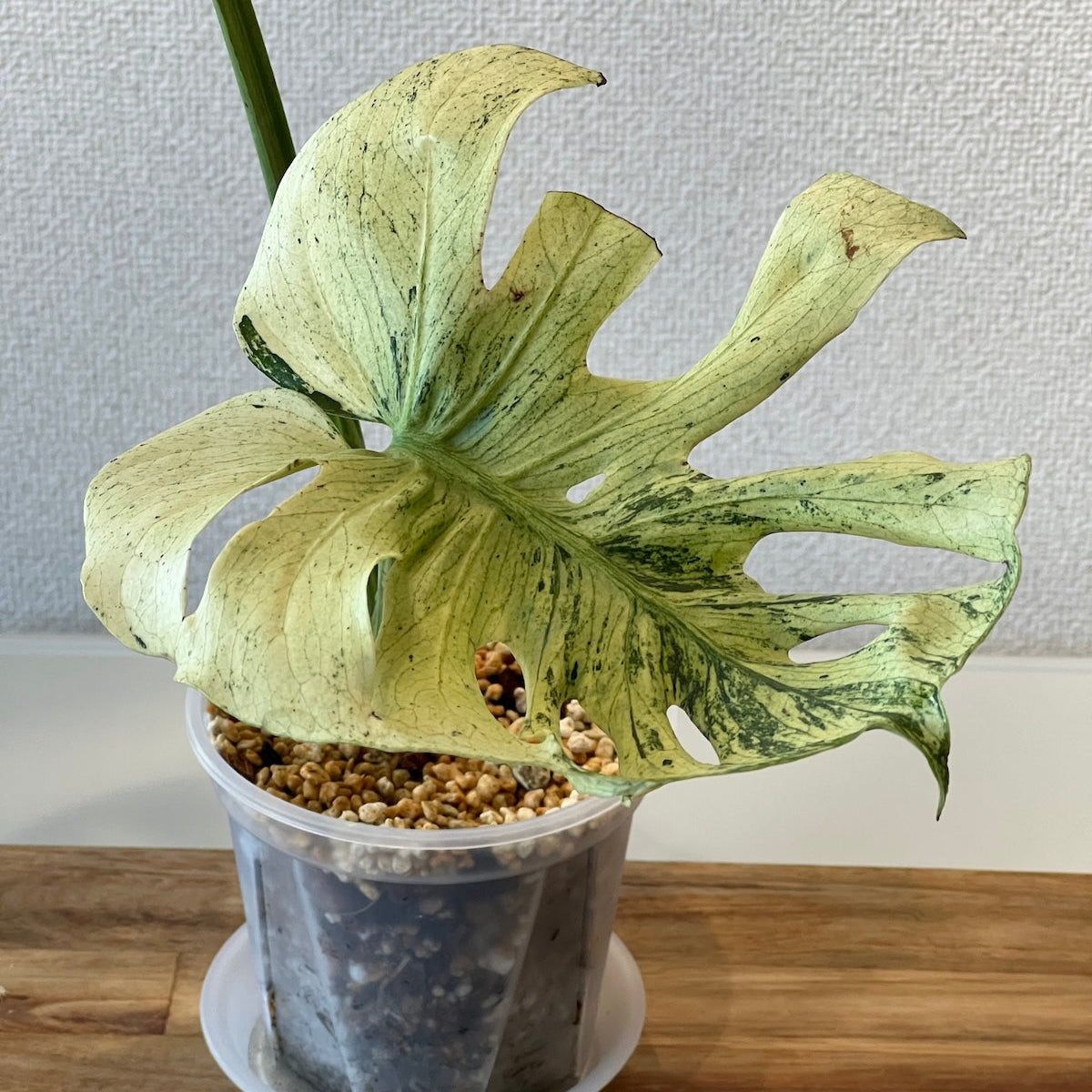 モンステラ ミント サイアム 斑入り Monstera Mint Siam 479