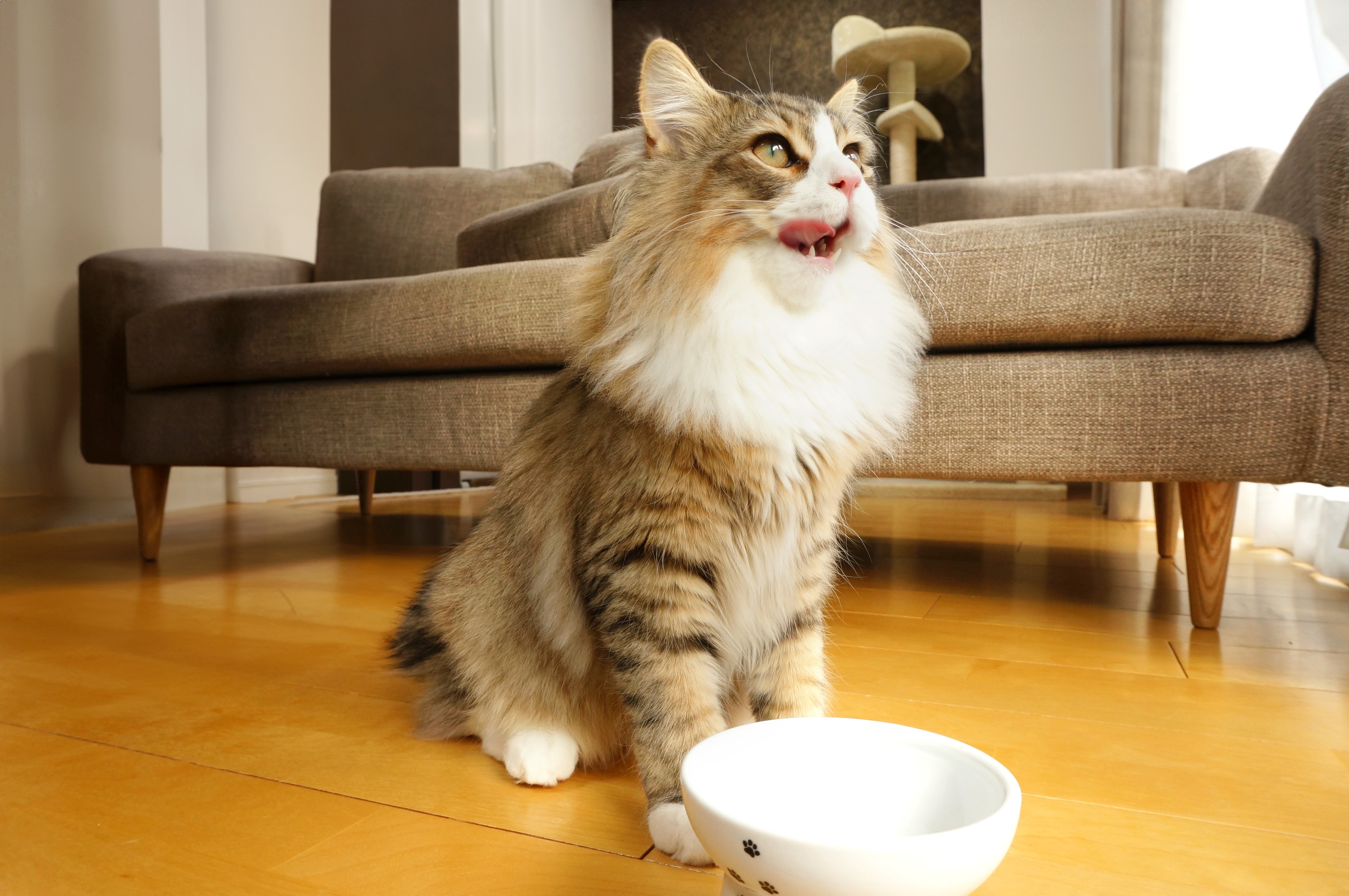 ねこ様用｜無添加 キャットフード – KANEYO ONLINE