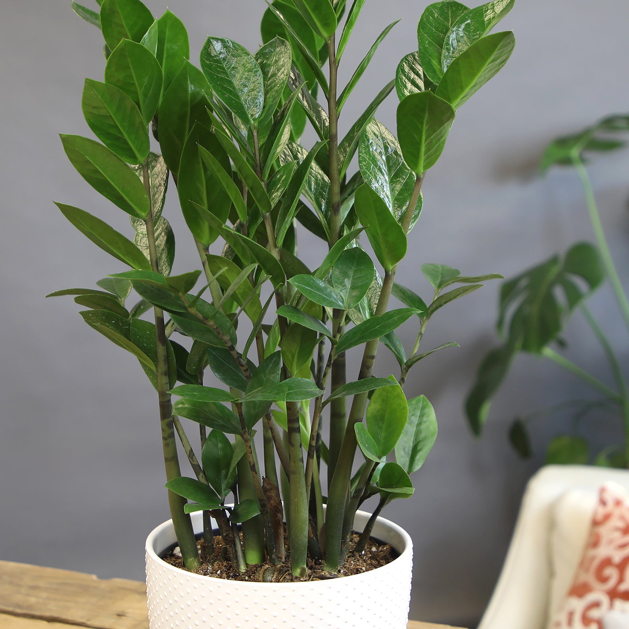 ZZ Plant: Easy Live Houseplant - (6” Pot) – Easy Plant Care