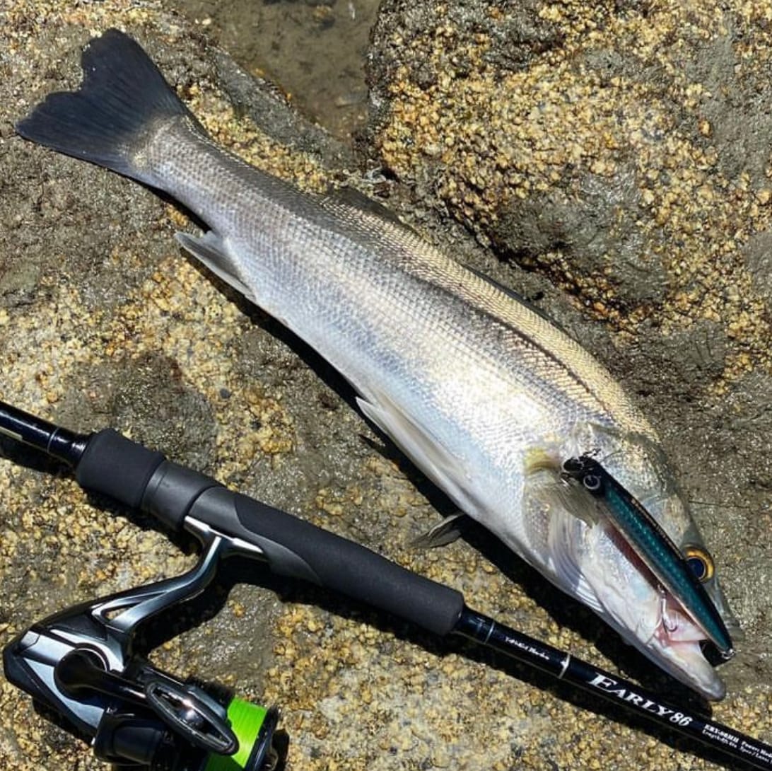 YAMAGA BLANKS Early 86MH For Rock Shore Casting Rod