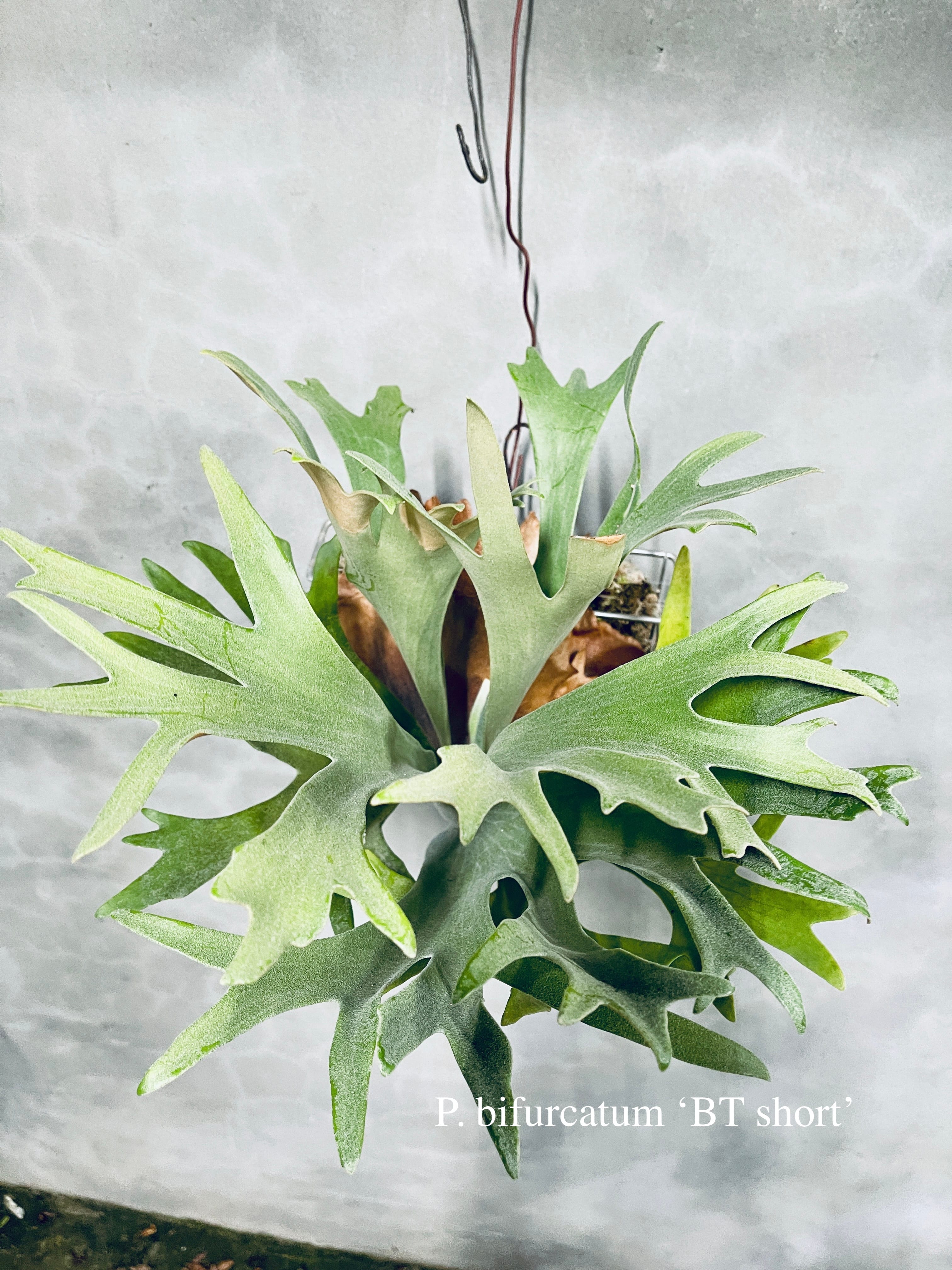 Antoni Gaudi ビカクシダ Golden Boy spore ビカクシダ willinckii