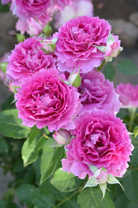 冬季大苗】バラ苗 ルクソール 6号鉢植え品《8-C17-01》【0116販売