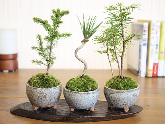ミニ松 三点セット トドマツ 黒松 エゾ松 盆栽 ミニ盆栽 鉢植 : 盆栽妙