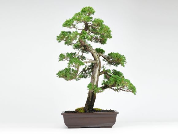 盆栽妙 紀州真柏 威風堂々 大型 真柏盆栽 贈り物 苗 : 盆栽妙 ヤフー店