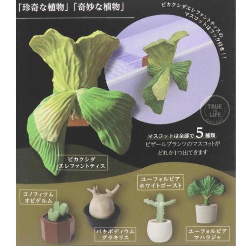 入浴剤 ビザールプランツバスボール 24個入セット : キャラクターの