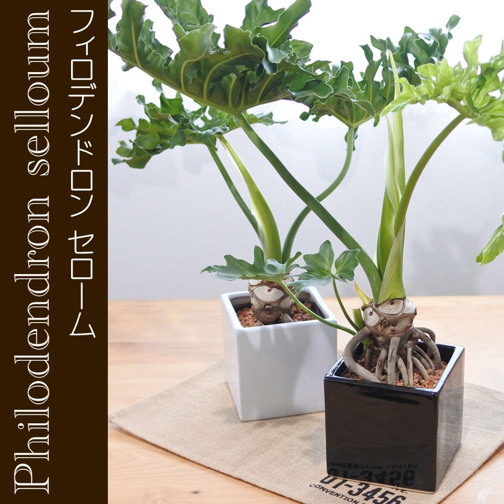 日本花キ流通 観葉植物 フィロデンドロン セローム 5号鉢 スクエア陶器