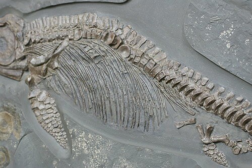 博物館クラス イクチオサウルス化石 : ギャラリーメイスン ヤフー店