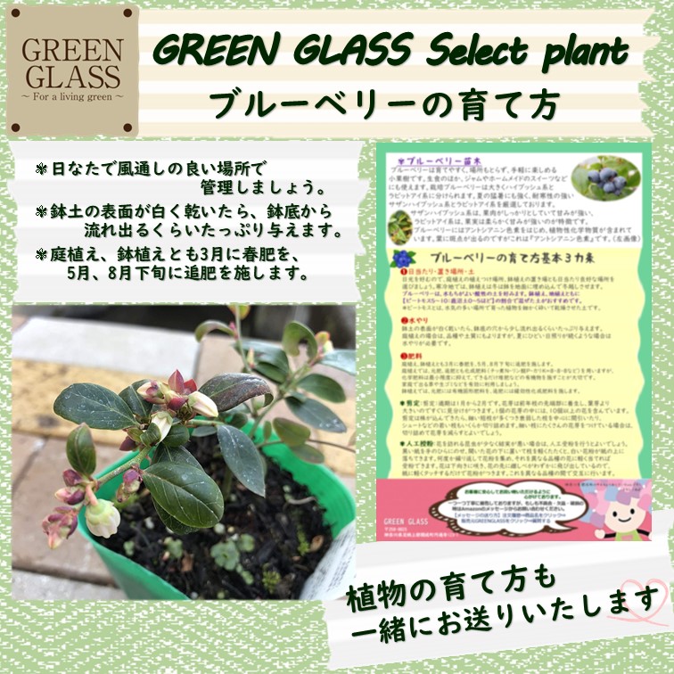 ブルーベリー 苗木 3.5号苗 「サザンハイブッシュ系」品種おまかせMIX