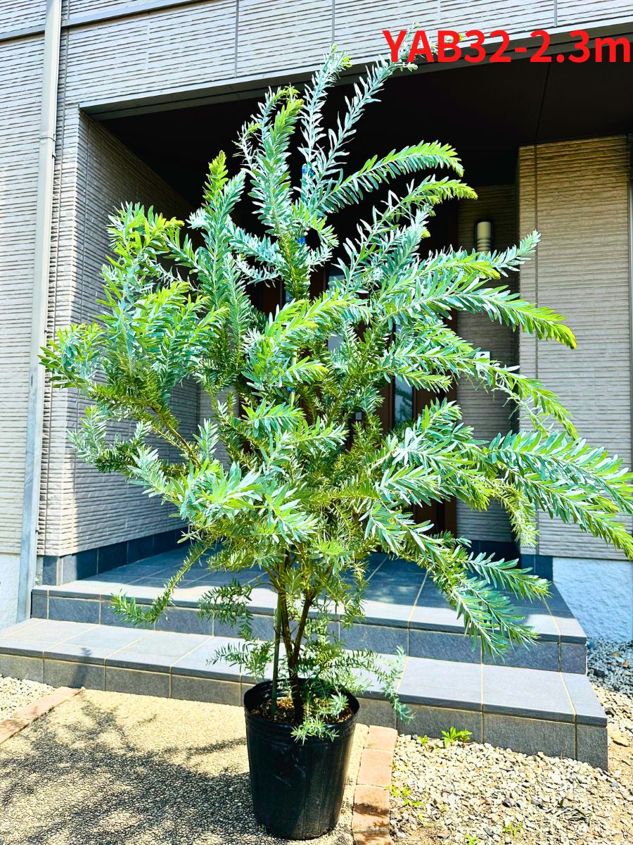 現品発送 ブルーブッシュ アカシア 10号 2.2m-2.3m(鉢底から