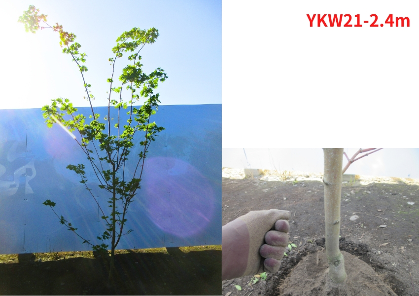 現品発送 コハウチワカエデ 単木 樹高2.3-2.4m(根鉢含まず) 紅葉