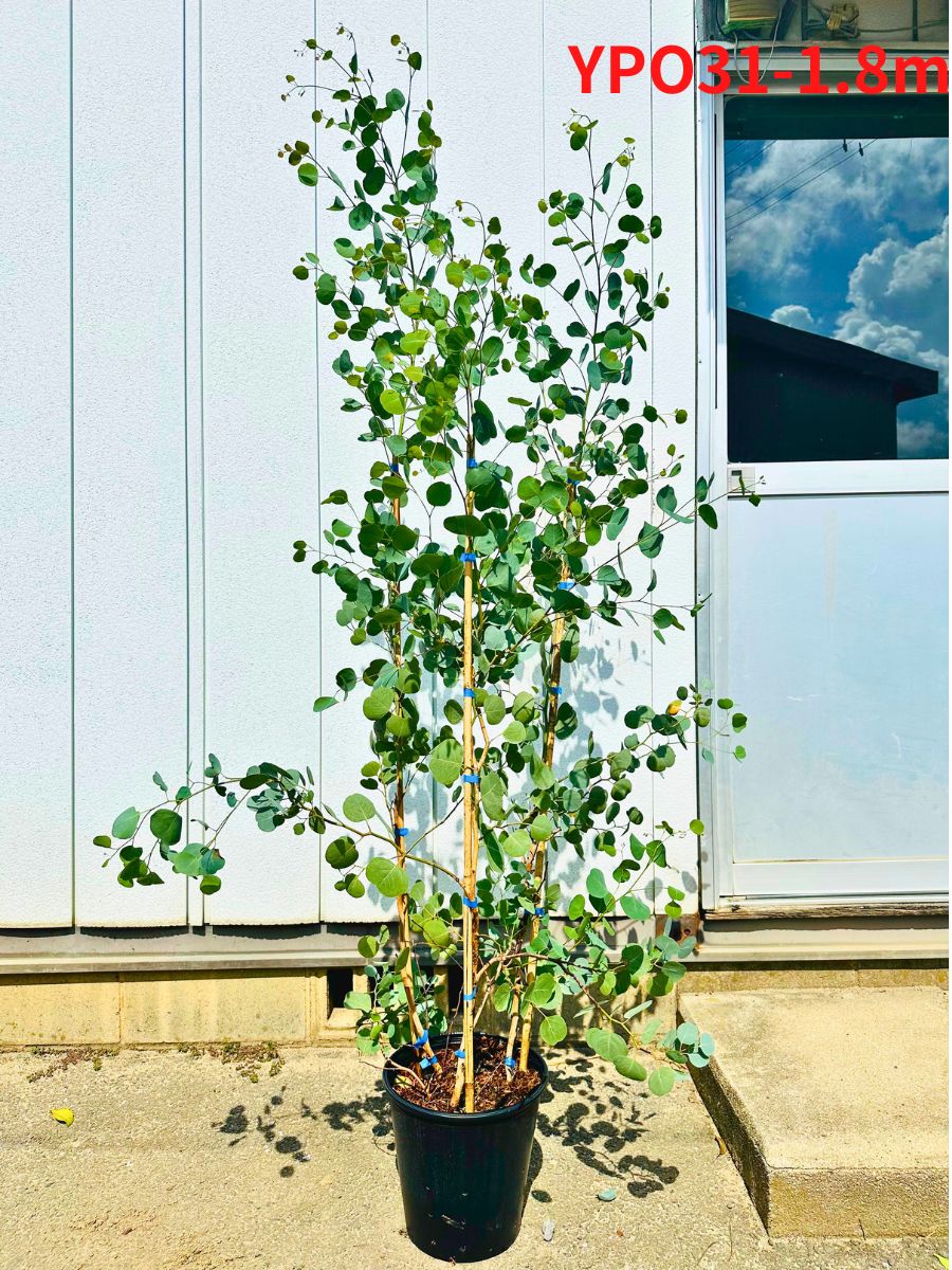 現品発送 ユーカリ ポポラス 株立ち 樹高1.7-1.8m(鉢底から) 8号