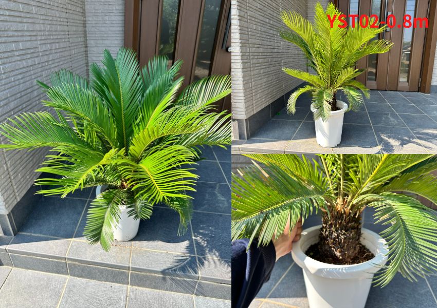 現品発送 ソテツ 蘇鉄 8号鉢 樹高0.8m(鉢底から)シンボルツリー 庭木
