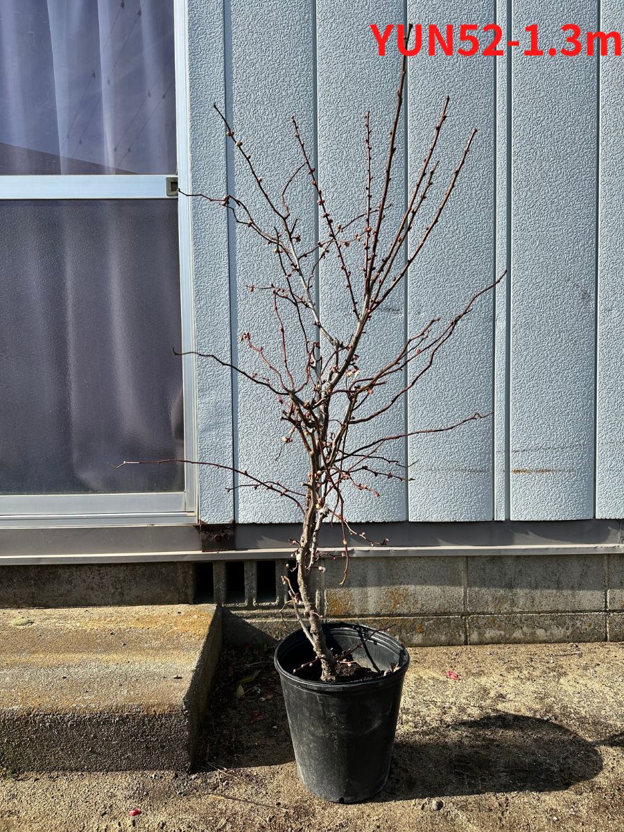 現品発送 雲竜梅 ウンリュウバイ8号 樹高1.3m-1.5m(鉢底から) シンボル