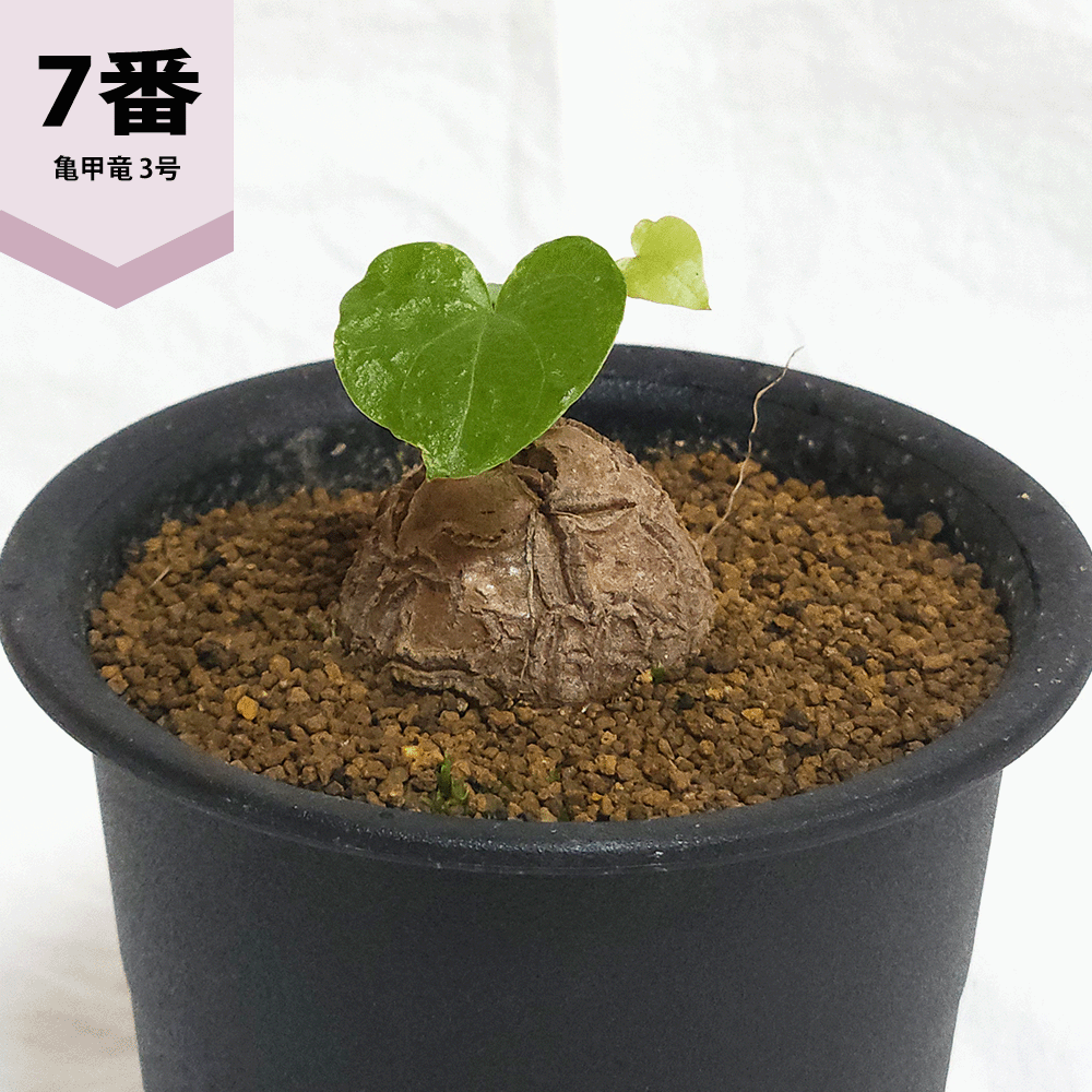 亀甲竜 3号 プラ鉢 アフリカ 鉢 ディオスコレア エレファンティぺス