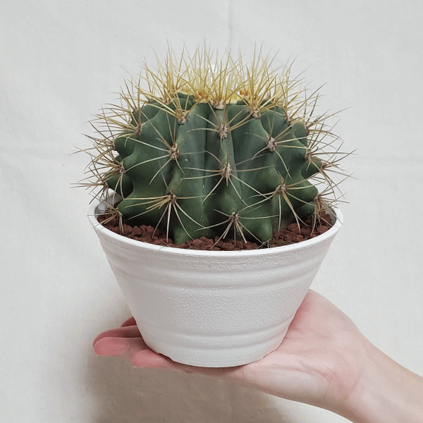 サボテン 王冠竜 5号 セラアート鉢 種類 一覧 丸 鉢 土 種 フェロ