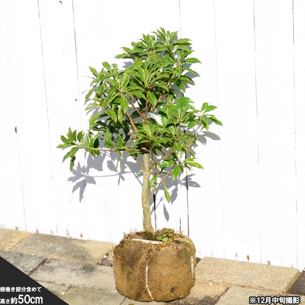 斑入りアセビ 根巻き または ポット苗 : 苗木部 花ひろばオンライン