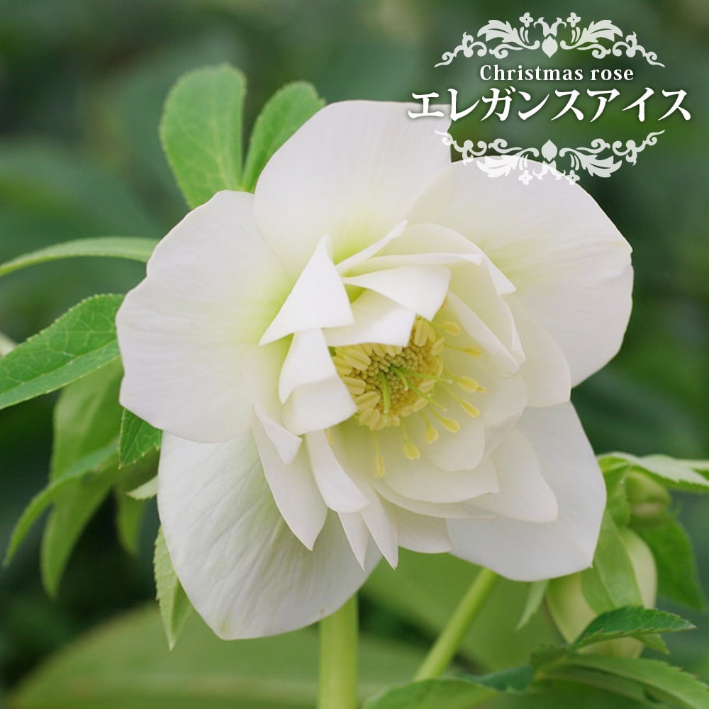 エレガンスアイス 八重咲きクリスマスローズ 3号ポット 苗 : 苗木部 花