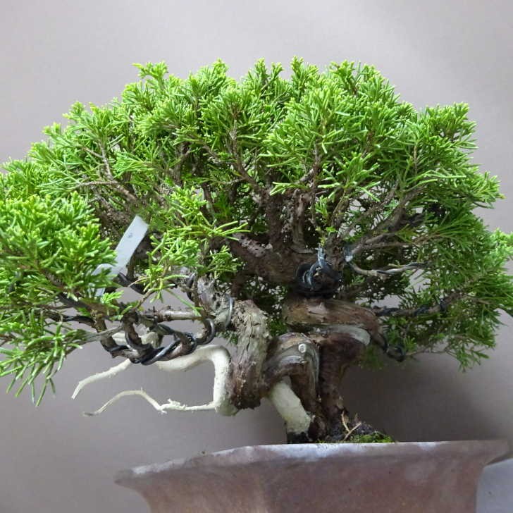 盆栽 真柏 樹高 約26cm しんぱく Juniperus chinensis シンパク “ジン