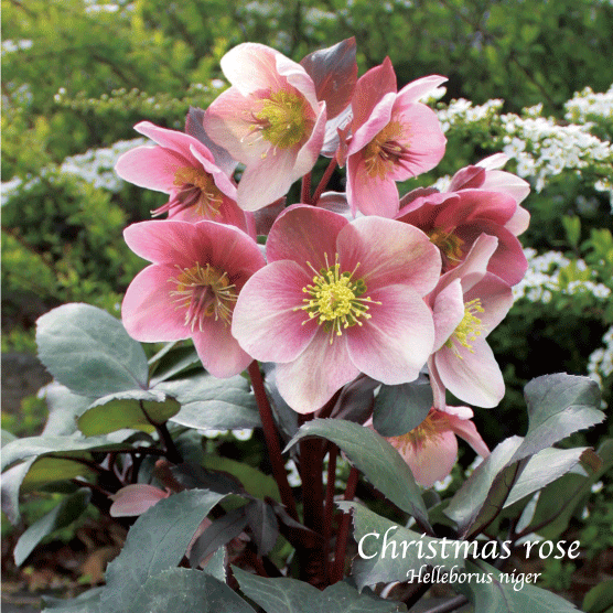 冬咲きクリスマスローズ HGCピンクフロスト 13.5cmポット1苗（2年生苗