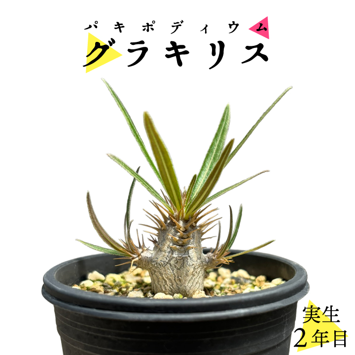 塊根植物 グラキリス」の人気商品一覧 | 安い商品を通販サイトから探す