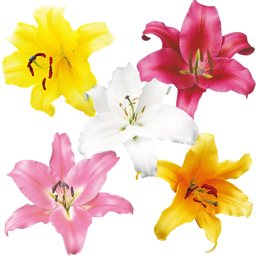 ユリ 球根 オリエンタルリリー 大球 カサブランカ ファミリーセット 5