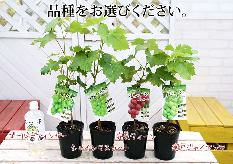 ぶどう （ブドウ） 全4品種 12cmポット苗 【 選べる品種 】2年生挿し木