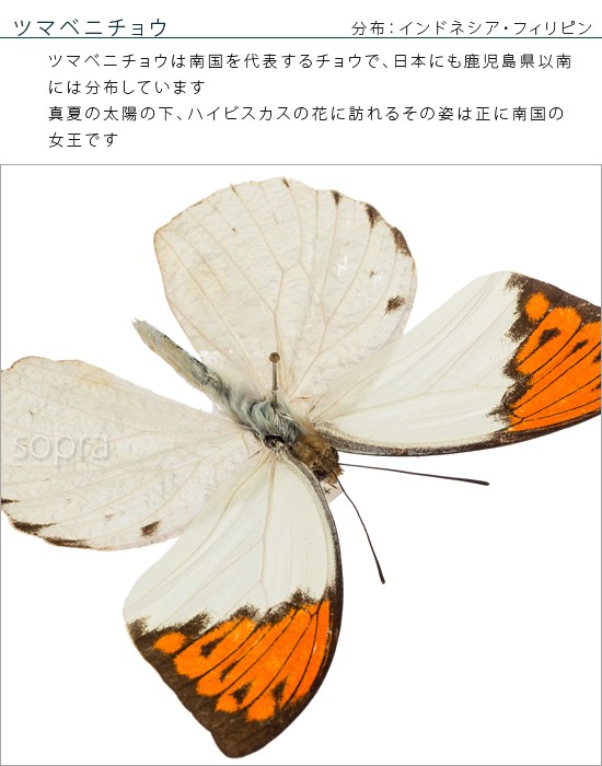 アンダマンツマベニチョウ♂♀ 標本☆アンダマン島南インド産完璧完品