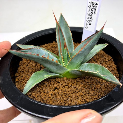 多肉植物：アガベ アリゾニカ *幅11cm 現品！一品限り : 遊恵盆栽