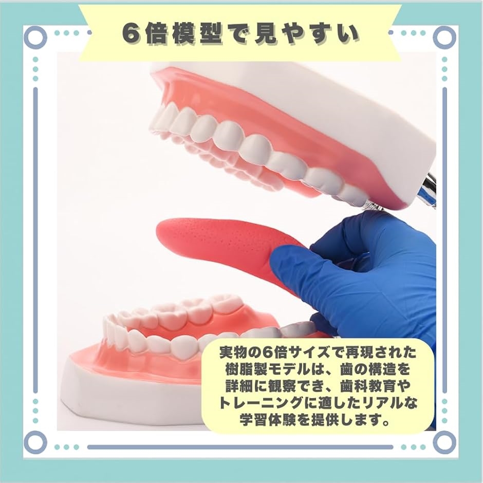 歯 模型 歯医者 おもちゃ 歯磨き 舌模型 教育 上顎/下顎モデル : ゼ
