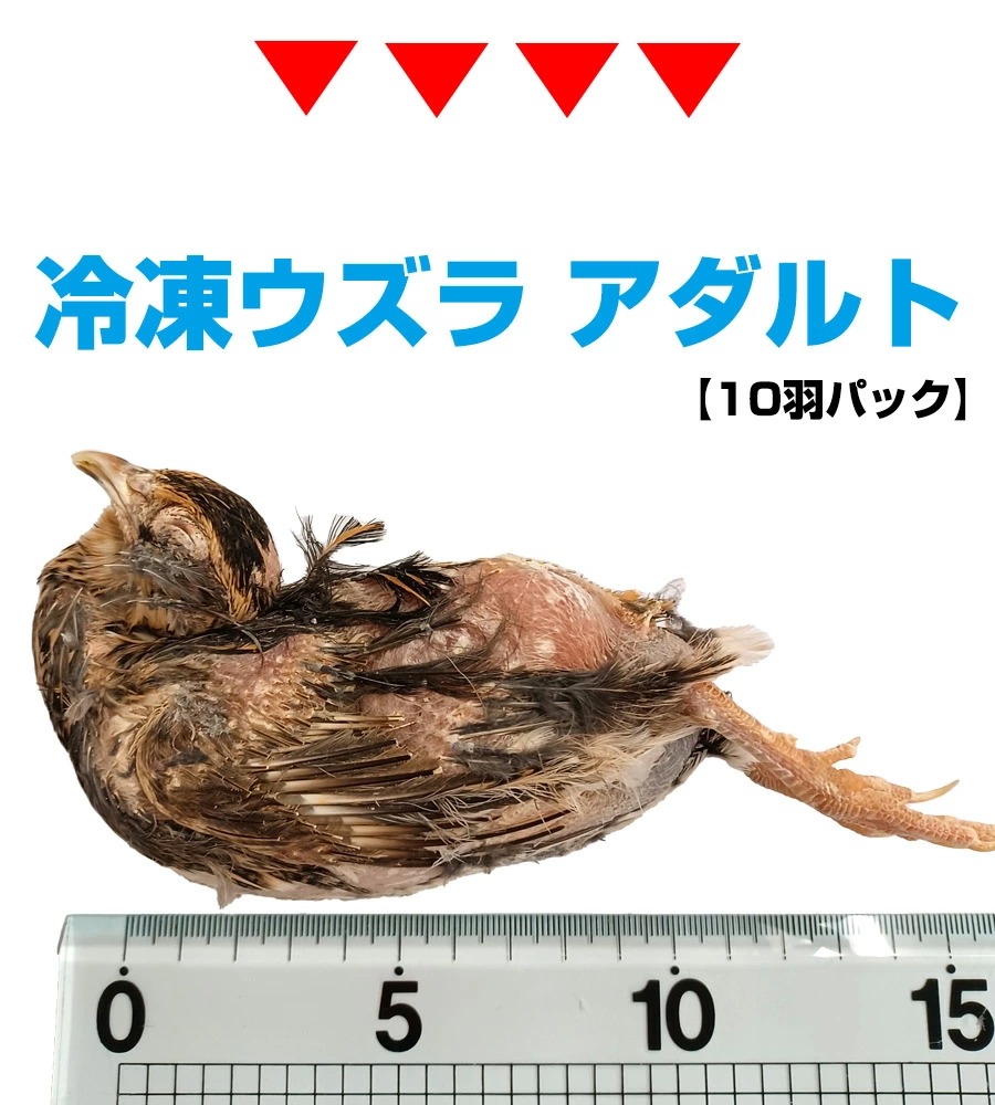 冷凍 エサ 冷凍ウズラ アダルト 10羽 T2 クール便発送 常温商品との同