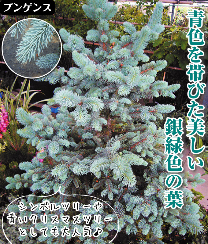 ピセアプンゲンス 苗 ホプシー 1株 花木苗 国華園 爆買 : 花と緑 国