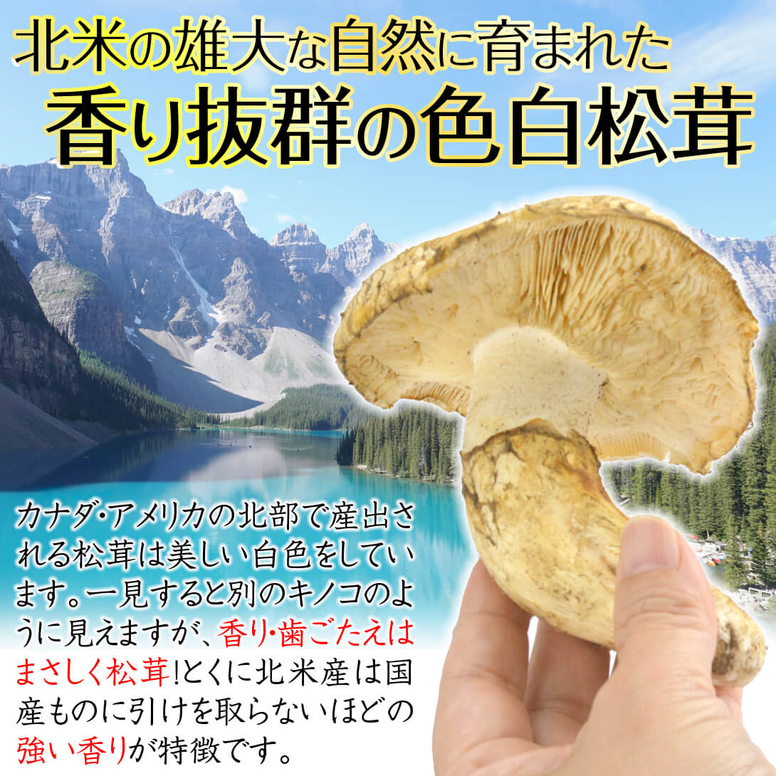 松茸 約500g 北米産 冷蔵便 ご家庭用 送料無料 食品 : 食みらい・国