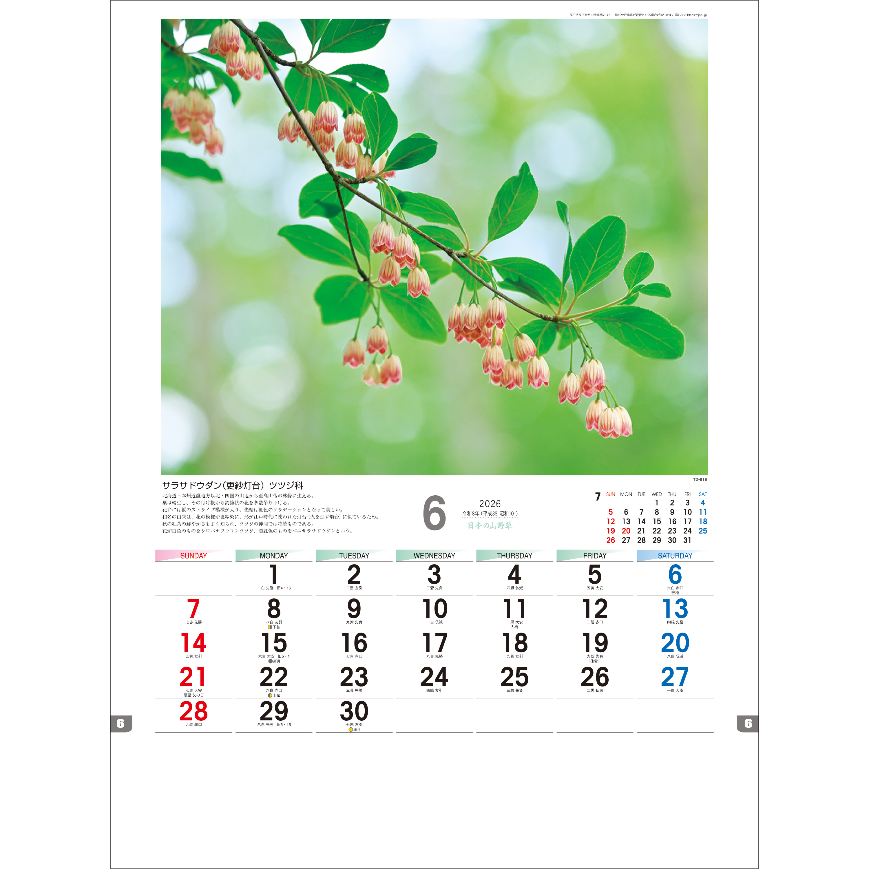 2026年 トーダン 壁掛けカレンダー 日本の山野草 53.5 x 38 cm TD-818