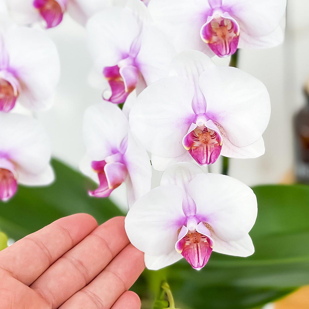 PLANCHU 鉢花ギフト ミディ胡蝶蘭 ルージュ 2本立ち 5号陶器鉢 受け皿