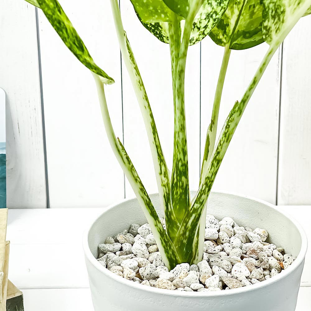 PLANCHU 観葉植物 アグラオネマ プセウドブラクテアツム 5号鉢 受け皿