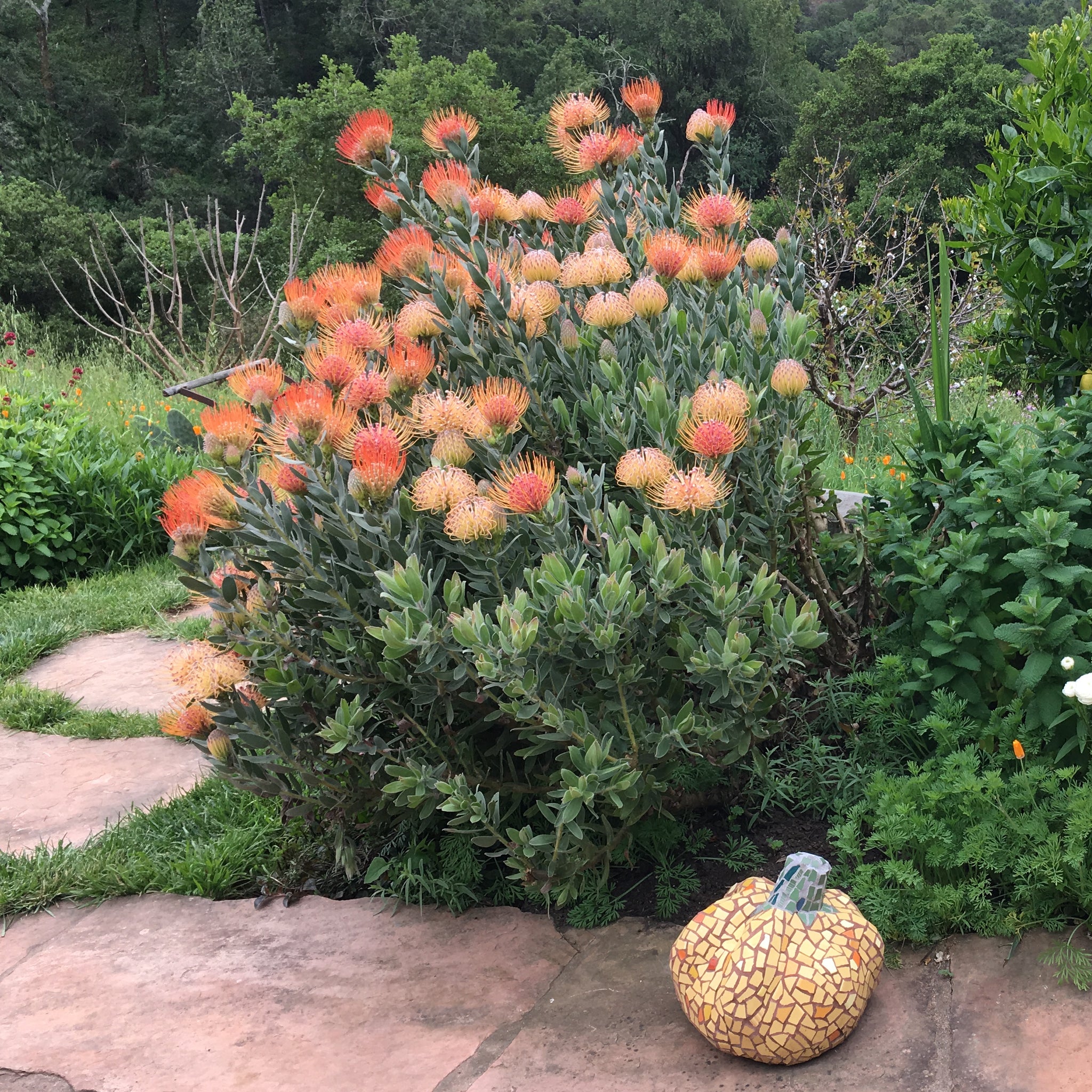 Leucospermum 'Spider' - 2 gallon plant – Norrie's Gift and Garden