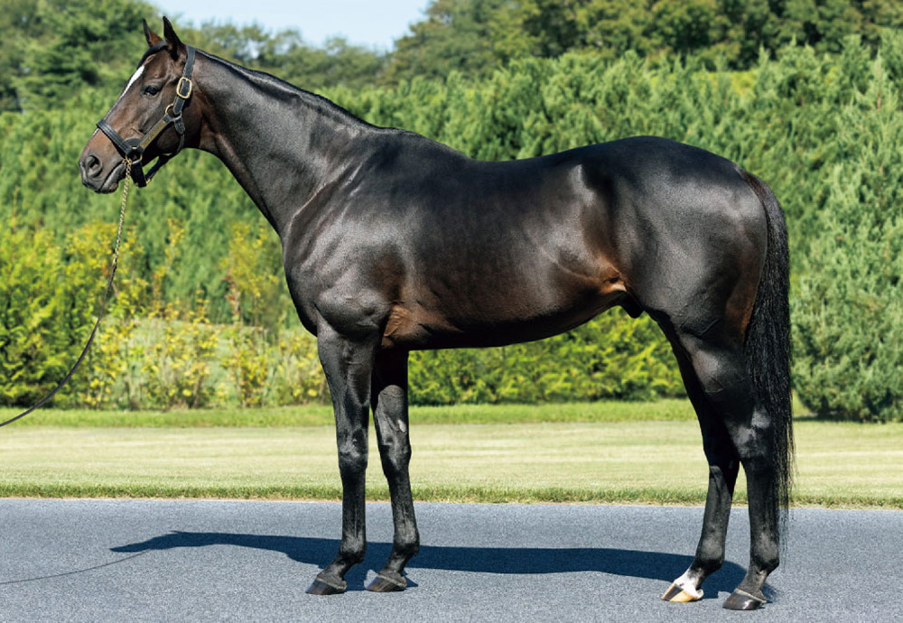 種牡馬詳細 | 社台スタリオンステーション 社台スタリオンステーション