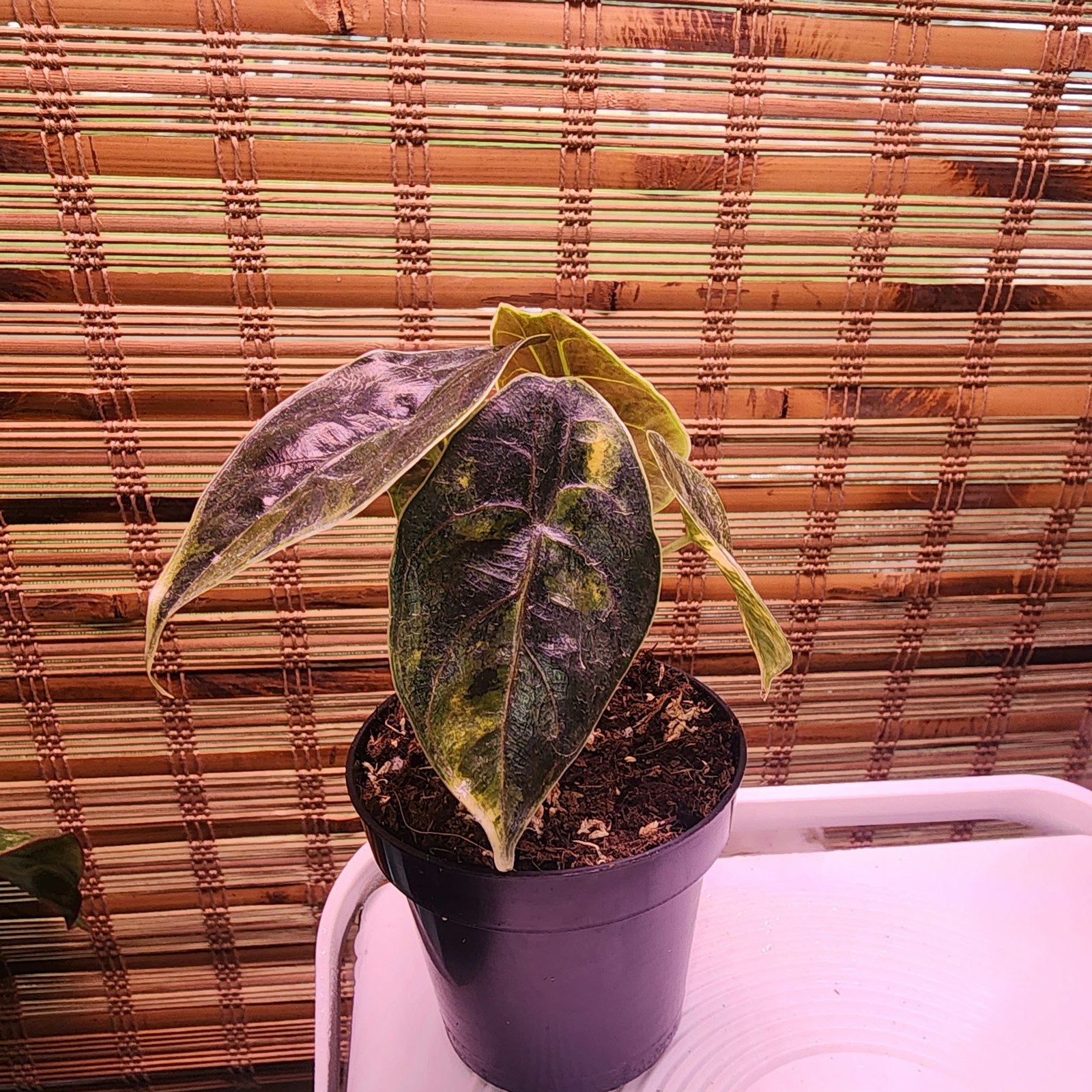 6706a467-fa99-4277-abf0-