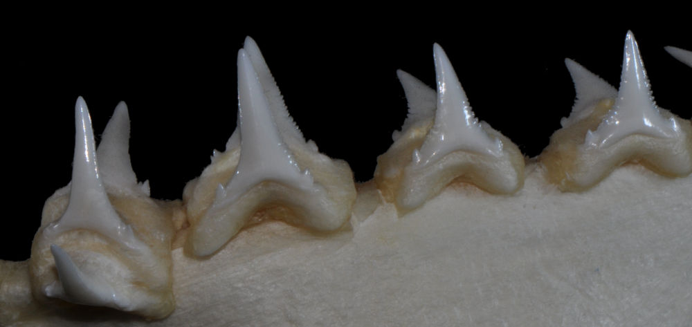 Carcharodon carcharias (LINNAEUS, 1758) | Shark-References