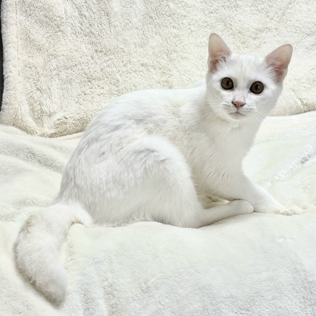 ラッキーくん | しあわせにゃんこ 東京の千駄木・谷中で活動中の猫の