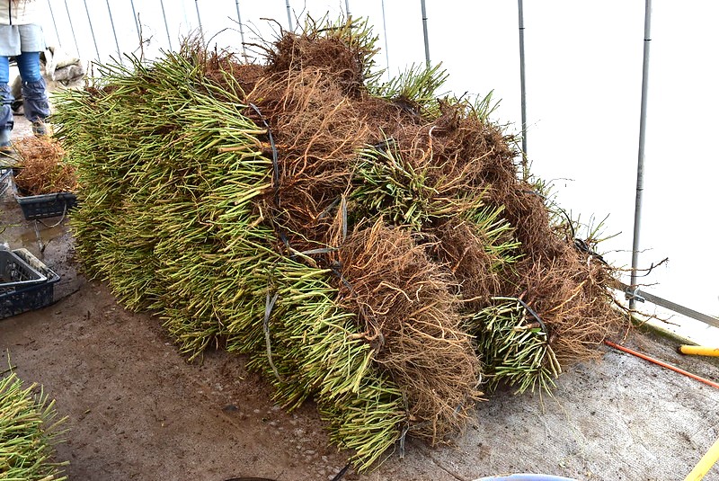 バラ台木専用出品100本 バラ台木専用出品100本