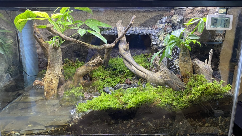 60cm水槽のメンテナンス&イモリの水槽をグレードアップ&カエル獲り