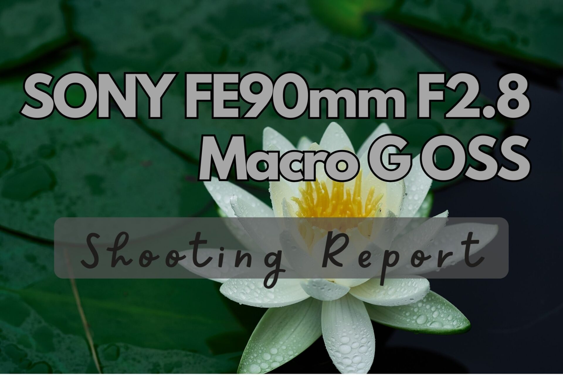 SONY 90mmマクロをレビュー│等倍まで寄れる万能レンズの作例と使用感