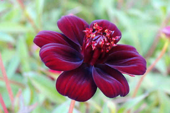 チョコレートコスモス | 特徴と育て方 - ガーデニングの図鑑